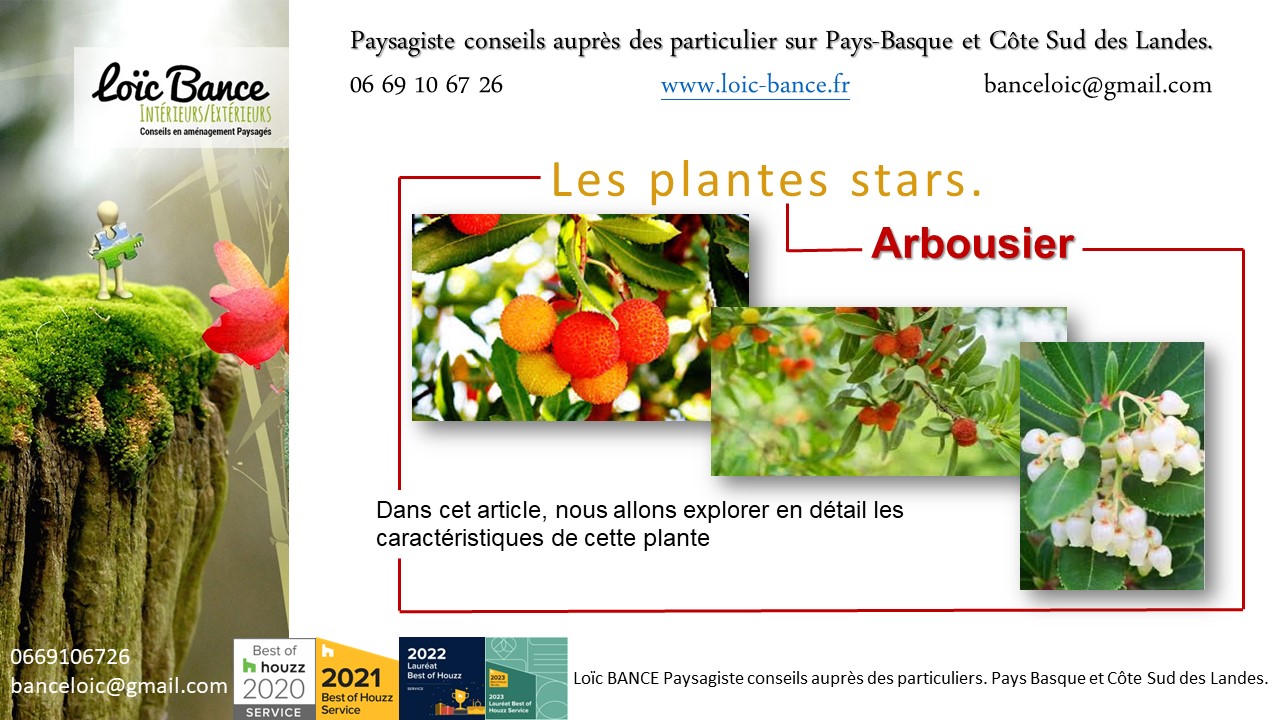 Paysagiste Arbonne, Larbousier connu pour ses dlicieuses baies rouges, mais cet arbre est galement pris pour ses qualits ornementales.