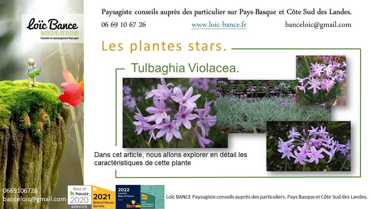 Paysagiste Arbonne une vivace plante star de juillet 2024 : Tulbaghia Violacea.